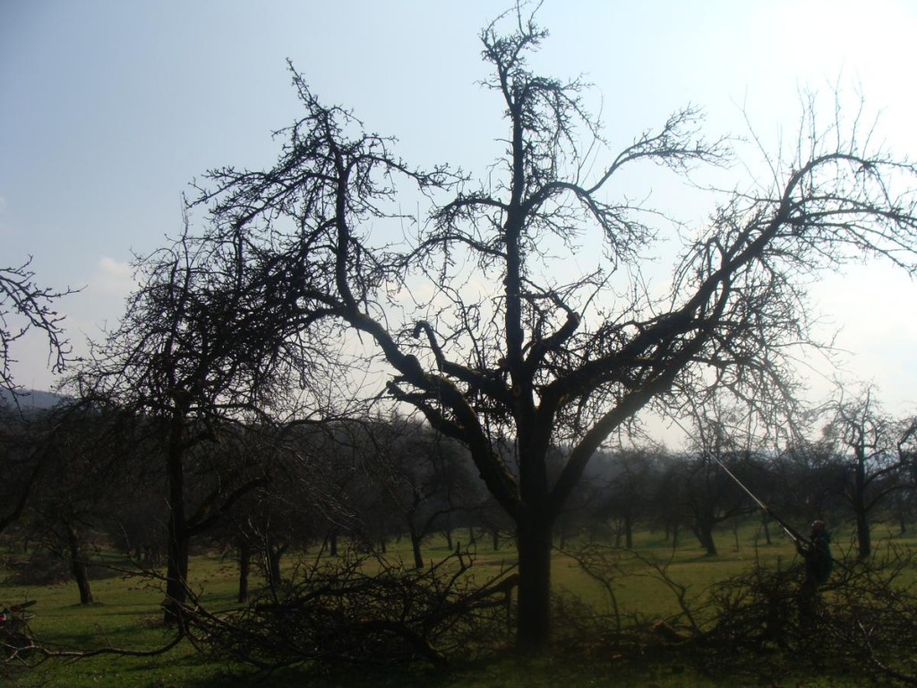 Obstbaumschnitt - professionell